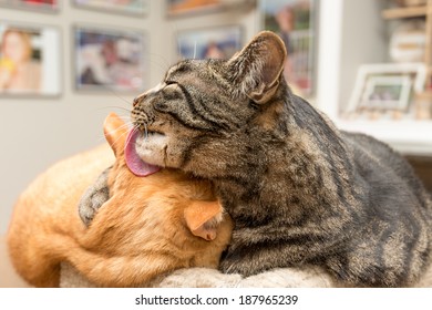 ahferom asgede add Sleeping Pussy Lick photo