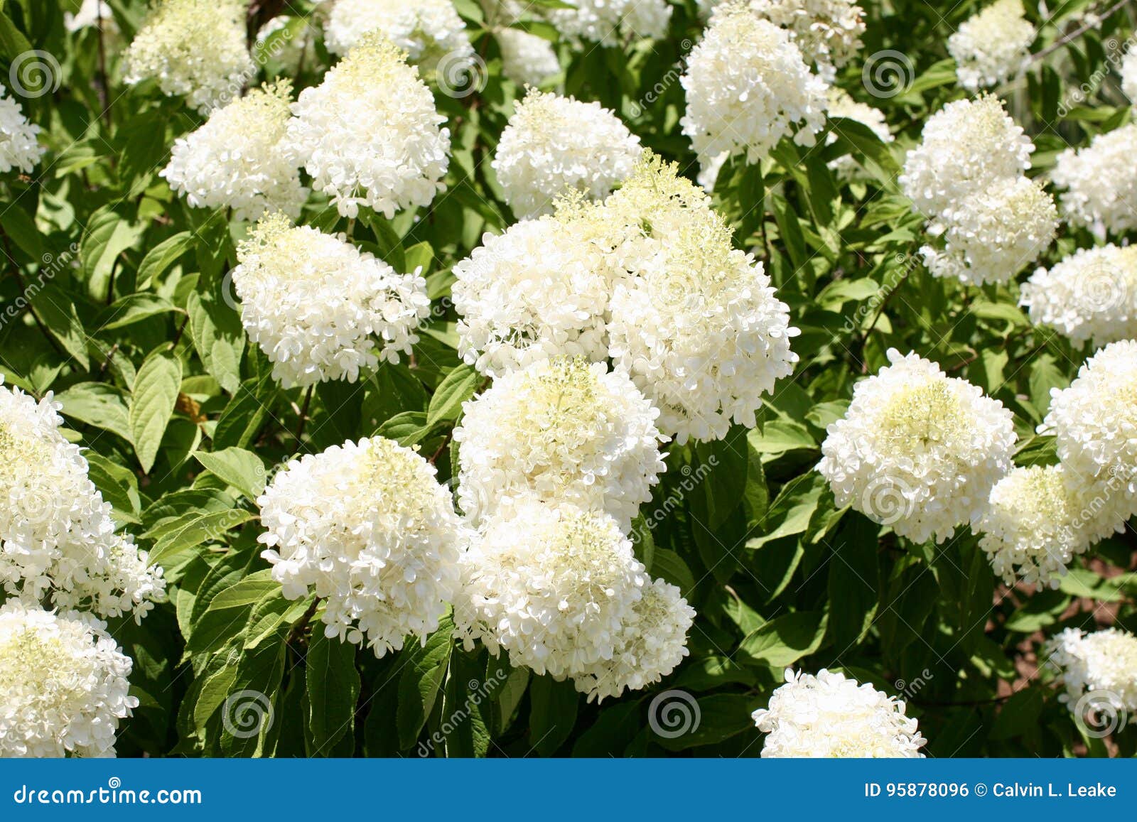 clyde glossner add Annebelle Flowers photo