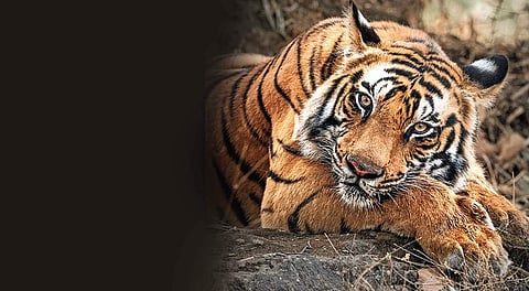aisha al saeed add Safari Tiger Bbc photo