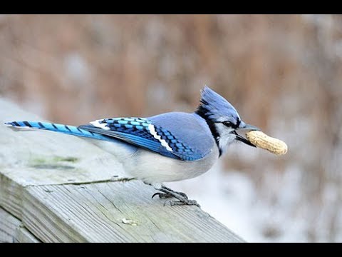 angelique bredenkamp add Birdyjay Cam photo