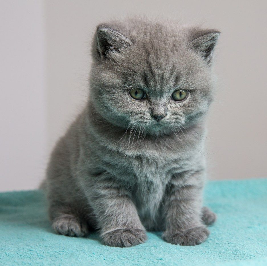 anna m harrison add Brtini Kitten photo