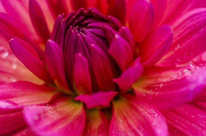 dado jose add Dahlia Brittany Rey photo
