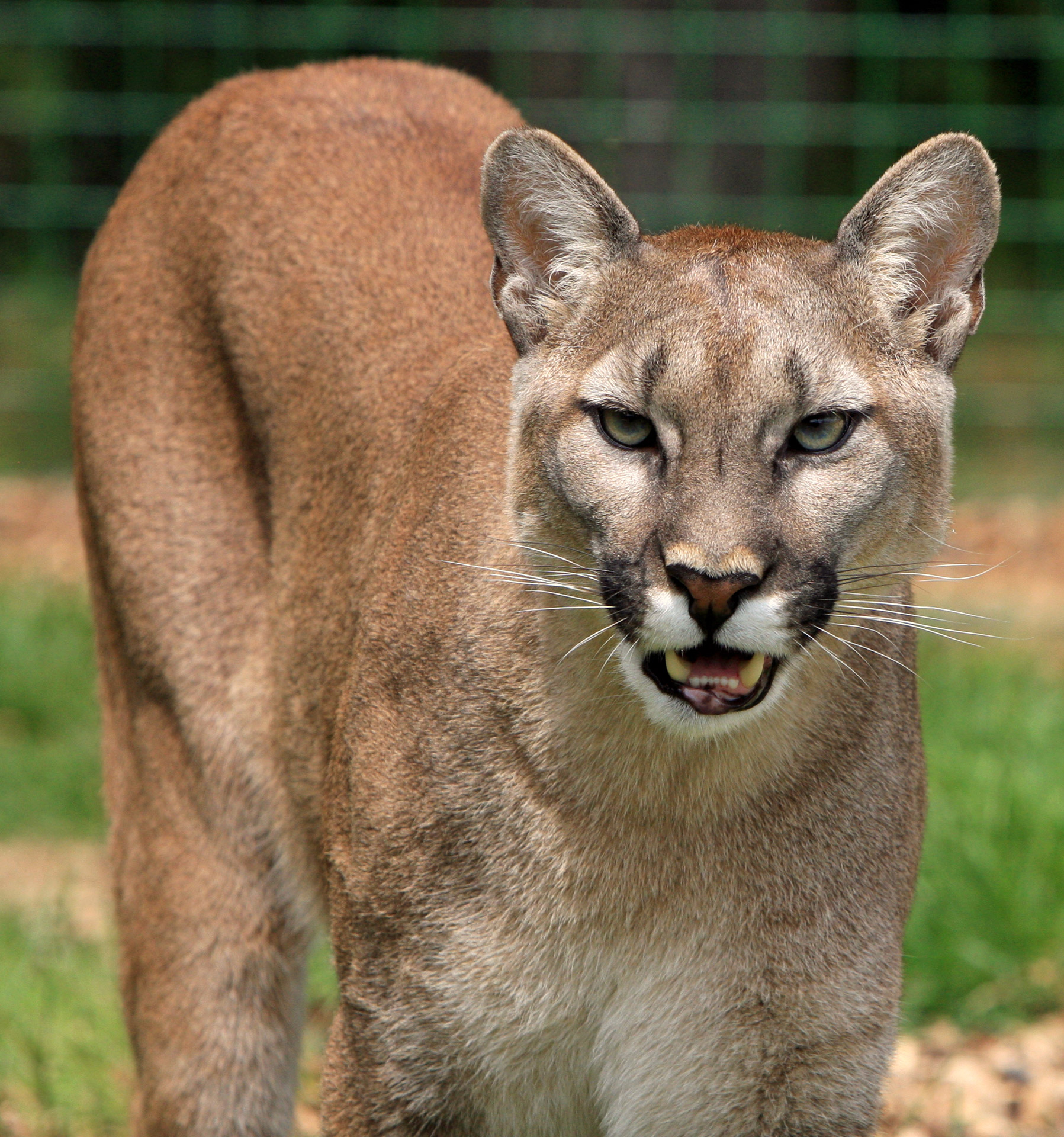 abdullah ar add Homemade Cougar photo
