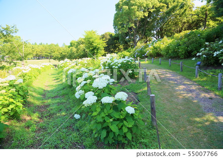 derek troy add Annebelle Flowers photo