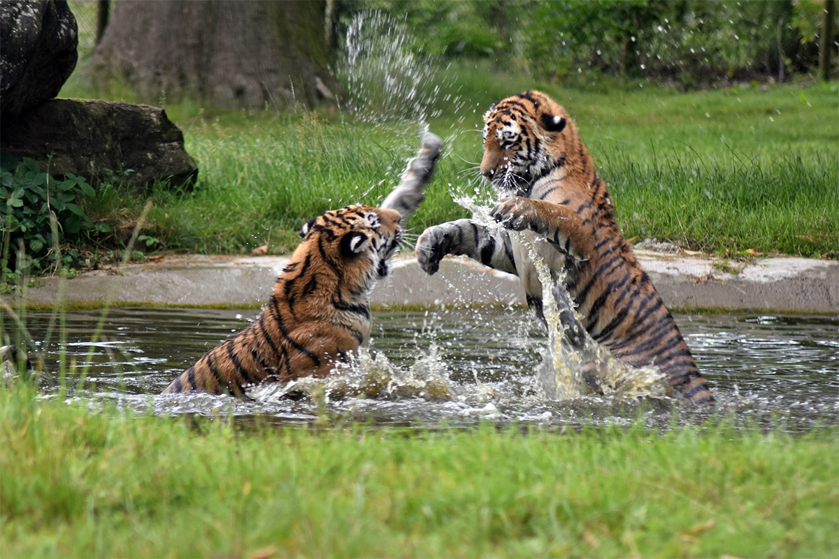 desmita sinaga add Safari Tiger Bbc photo