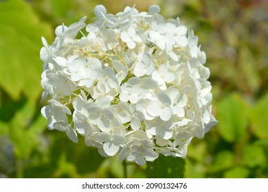 andrew laufenberg add Annebelle Flowers photo