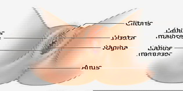 Citoris Grande 7010