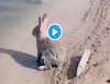 christine dorgan add Rabbit Webcam Porn photo