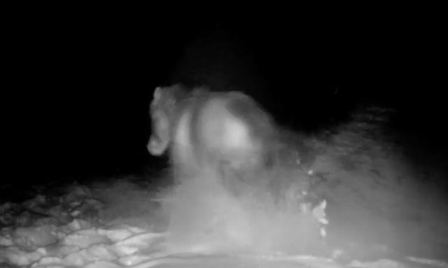 afaf dawoud add Wild On Cam photo