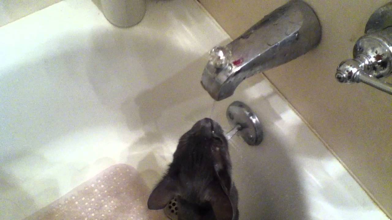 chetna kalra add Wetkitty Facial photo