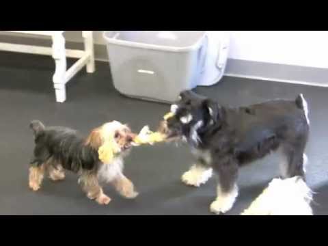 amanda fingerhut add Happy Tugging Video photo