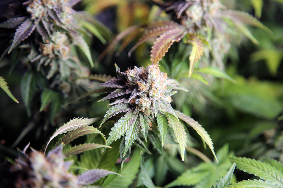 david wild add Indica Flower Hd photo