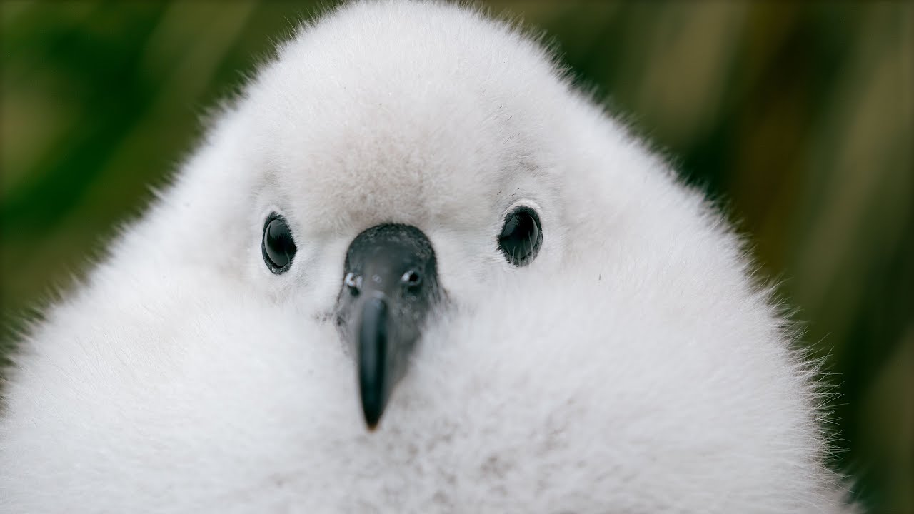 chris penza add Bbc White Chick photo