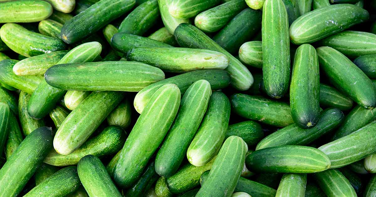 curt allred add Fucking A Cucumber photo