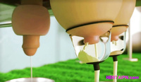 bang jones add Milky Moo Farms Futa photo
