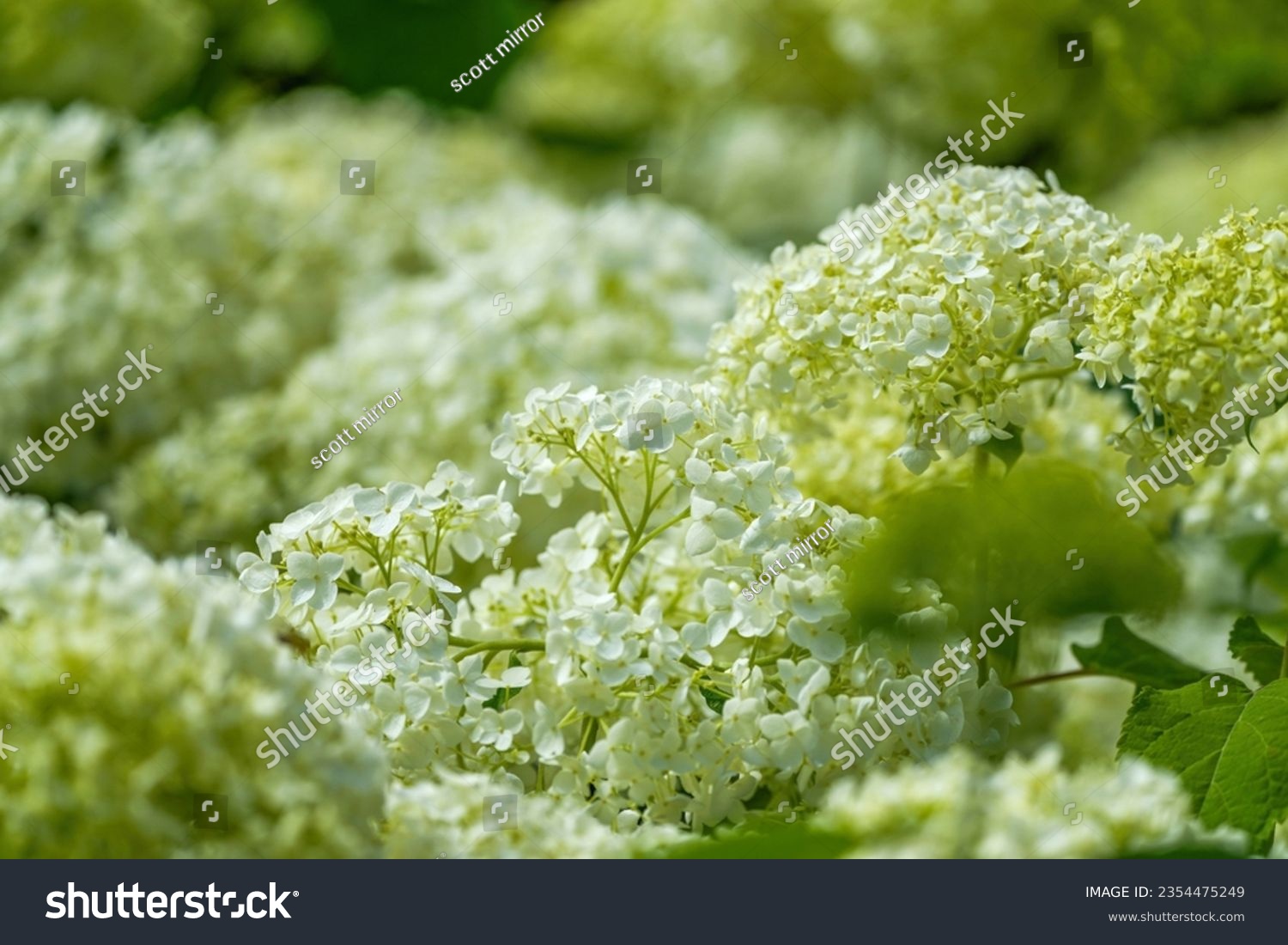 bek thomas add Annebelle Flowers photo