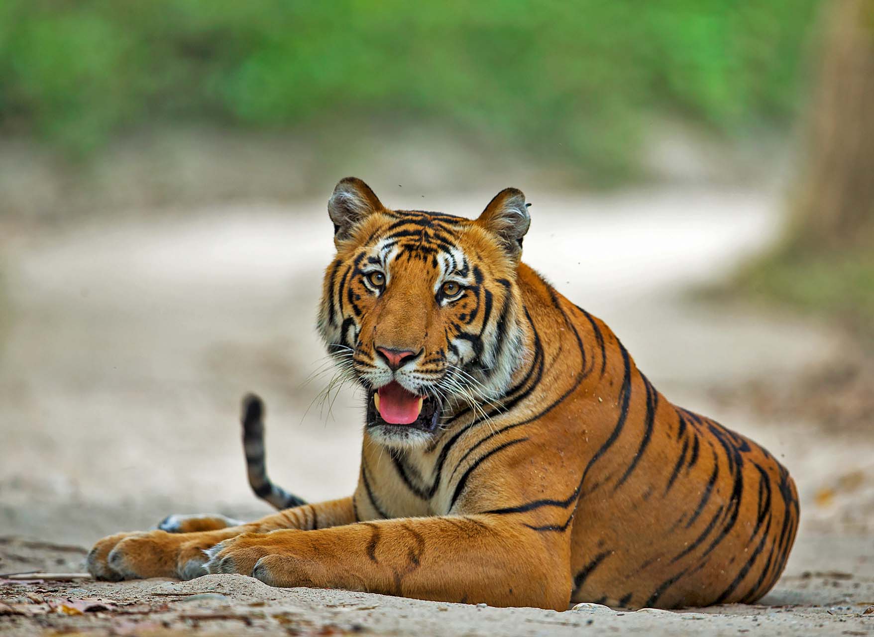 dorjee namgyal add Safari Tiger Bbc photo
