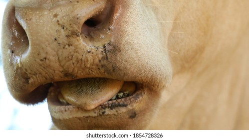 carolyn vick add Rough Oral photo