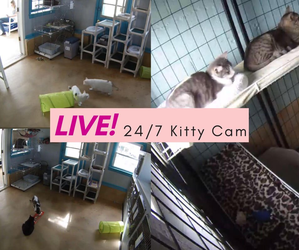 briseida silva add Kitty Cam Hoby Buchanon photo