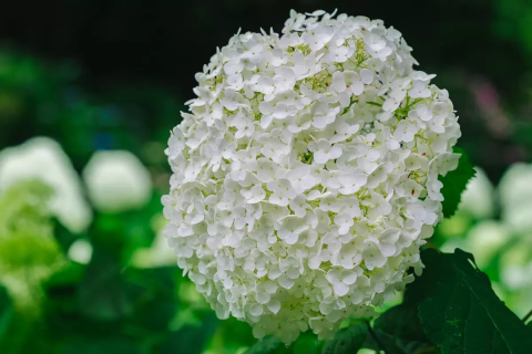 alicia kuester add Annebelle Flowers photo