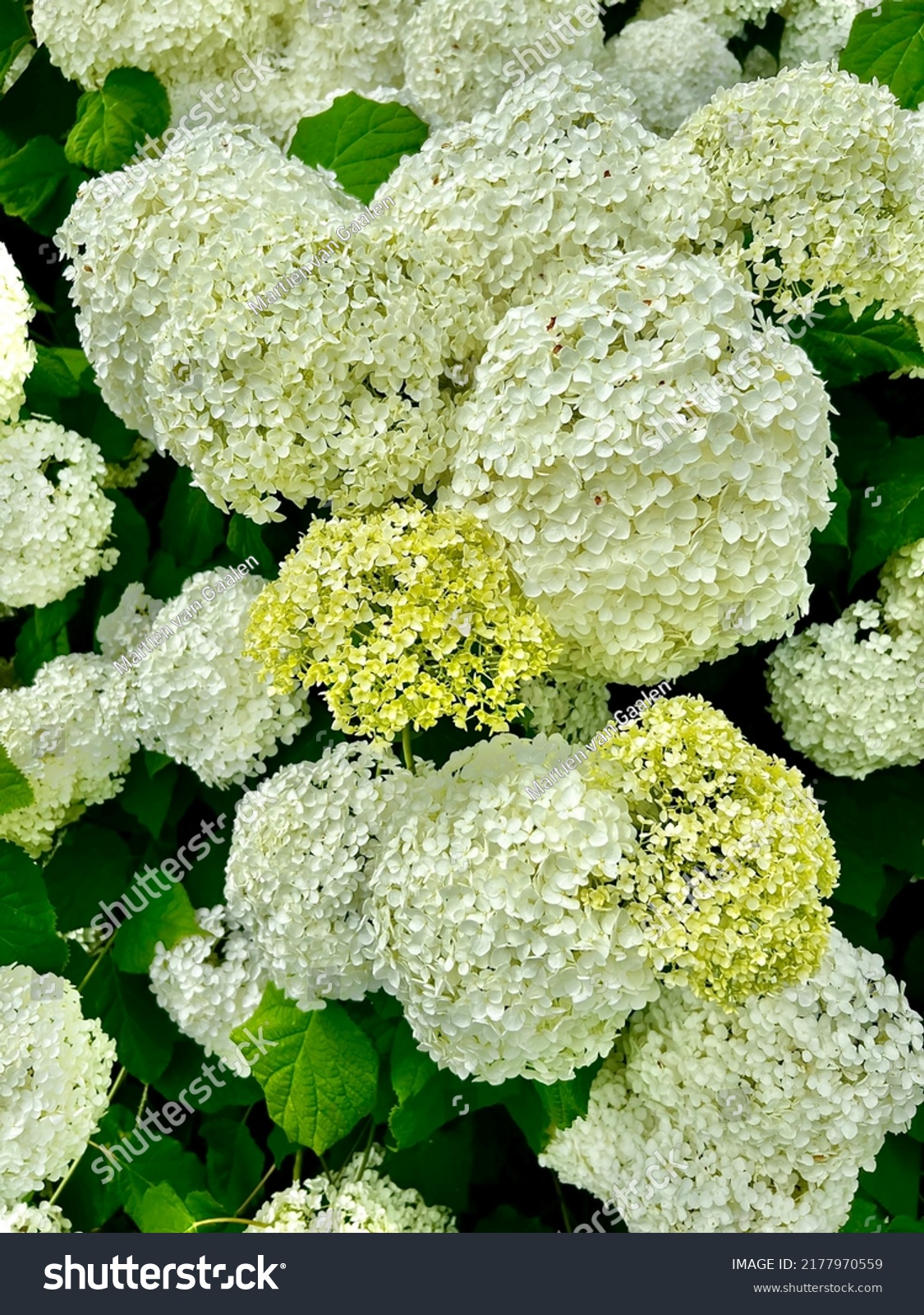 don a sinclair add Annebelle Flowers photo