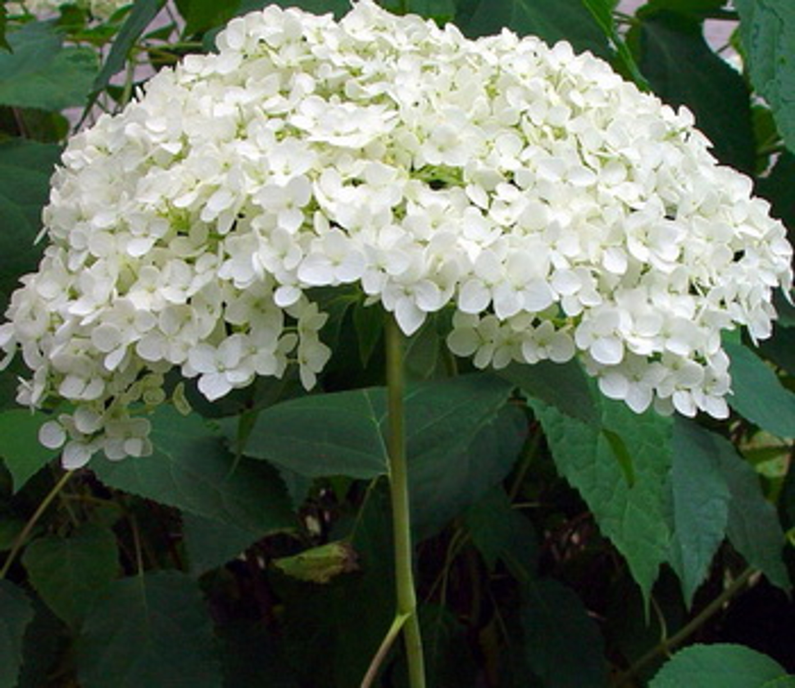 annis williams add Annebelle Flowers photo
