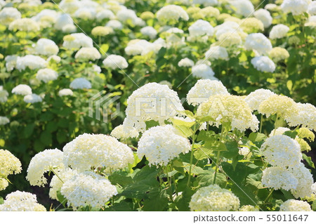 amy durbin add Annebelle Flowers photo
