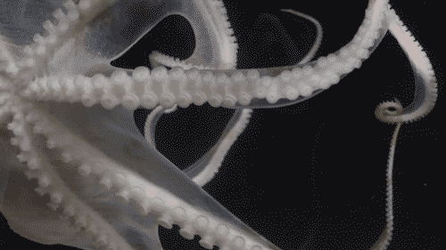 candi hartman add 3d Animated Tentacle Porn photo