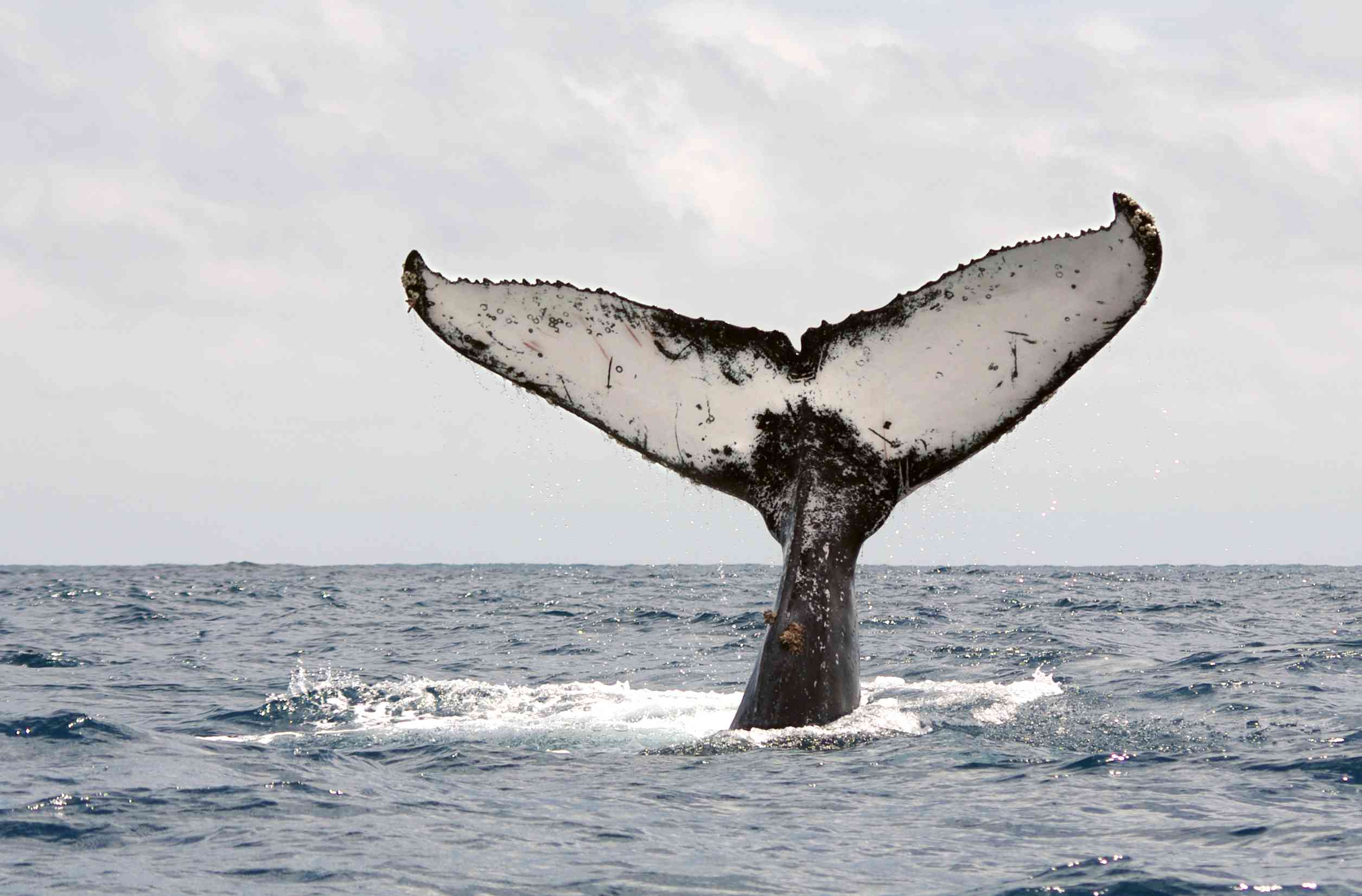 adriana baggio add Milf Whale Tail photo