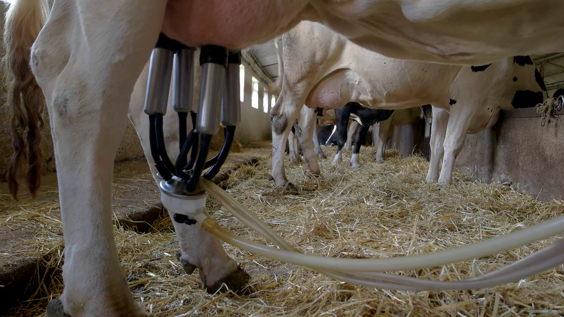 carrie pennington add Big Boobs Milking Machine photo