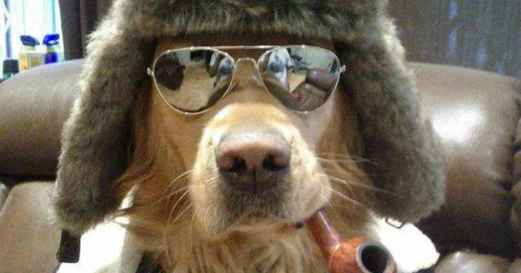 alfred solano add Blondes Doggy Style photo