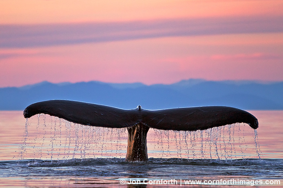 ajay maharjan add Milf Whale Tail photo