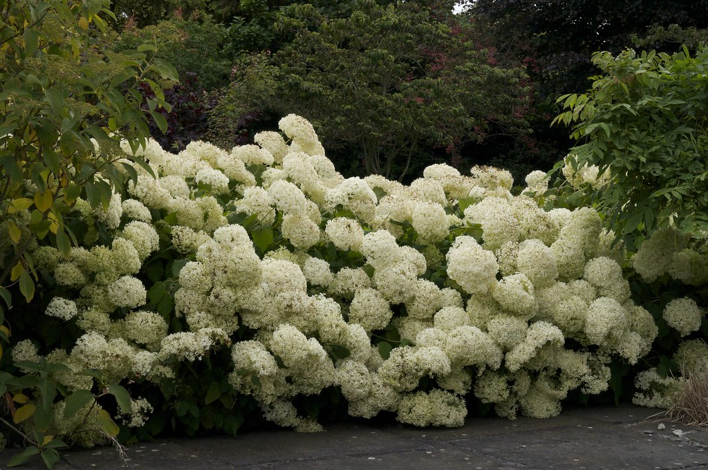 chelsea perreault add Annebelle Flowers photo