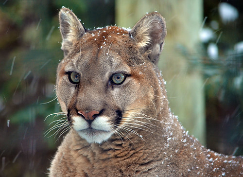 anthony sciaraffa add Canadian Cougar Nude photo