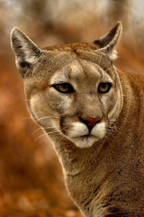 denis hunt add Canadian Cougar Nude photo