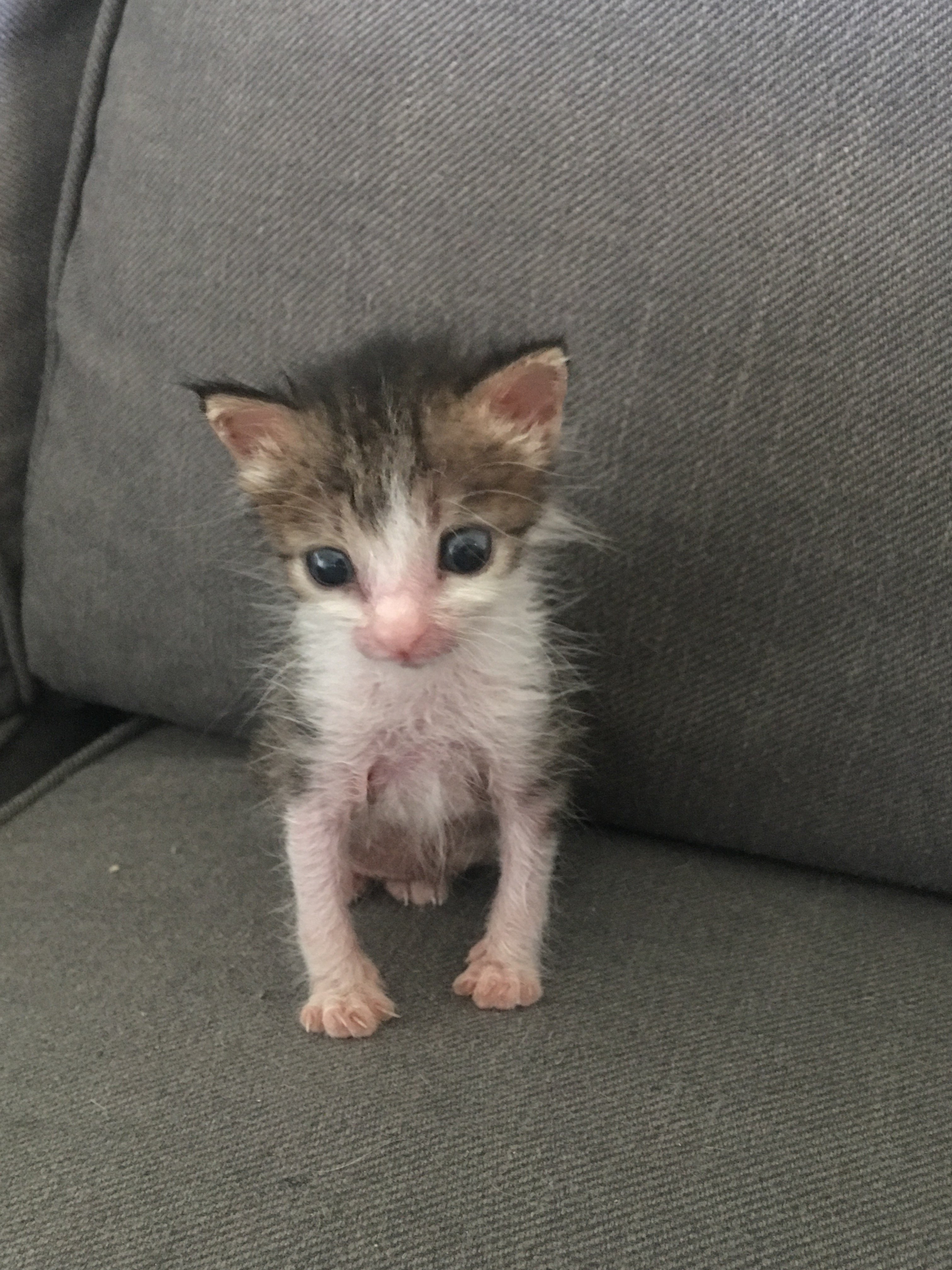 brittany lozier add Brtini Kitten photo