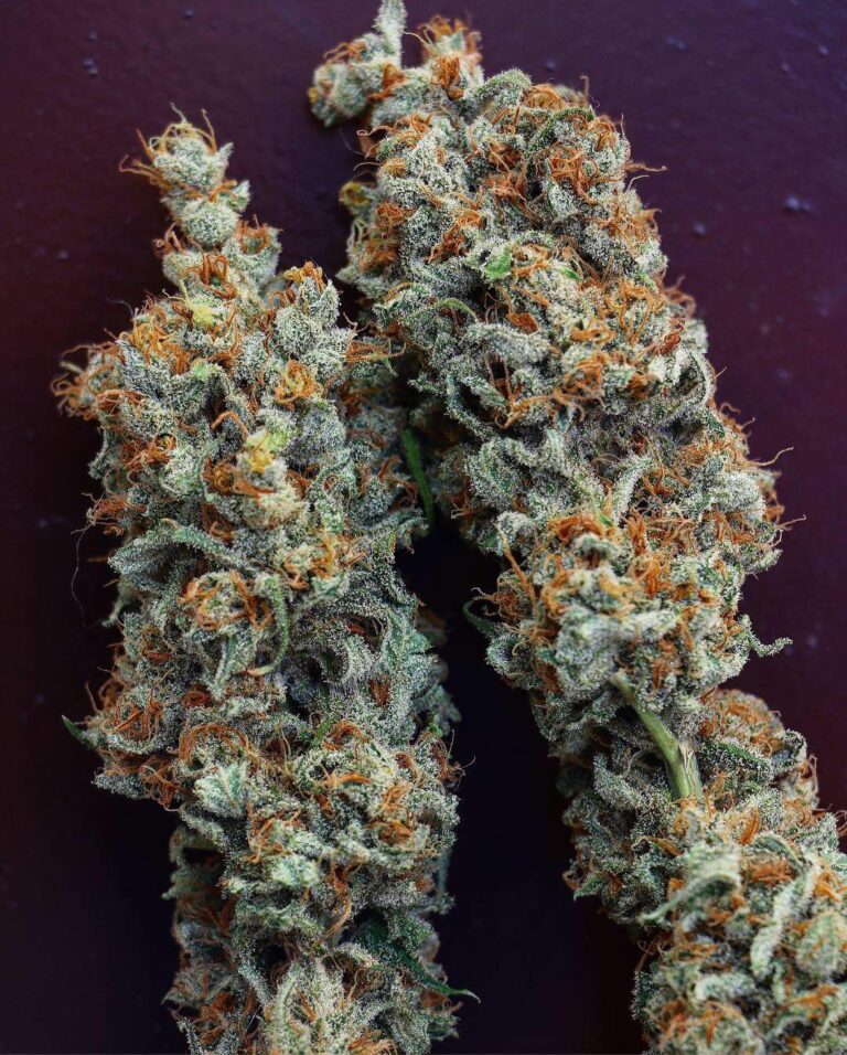 bunga kaca add Chocolate Haze Porn photo