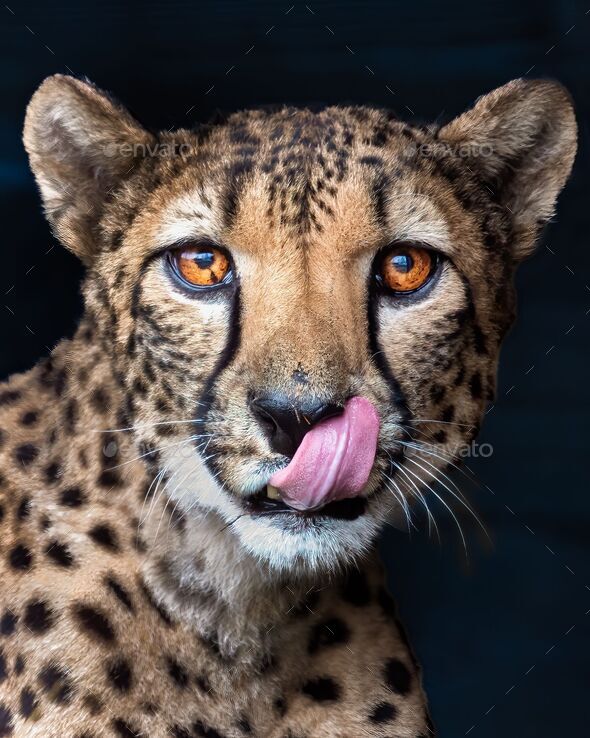 chris kantor add Closeup Licking photo