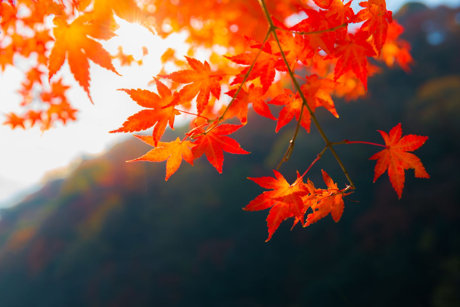 cristina doromal add Colors Of Autumn Leaked photo