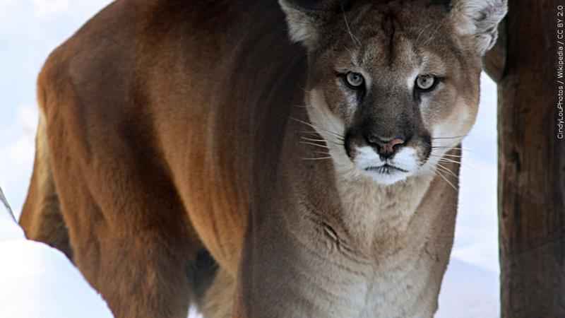 amr aboshady add Cougars Sucking Big Cocks photo