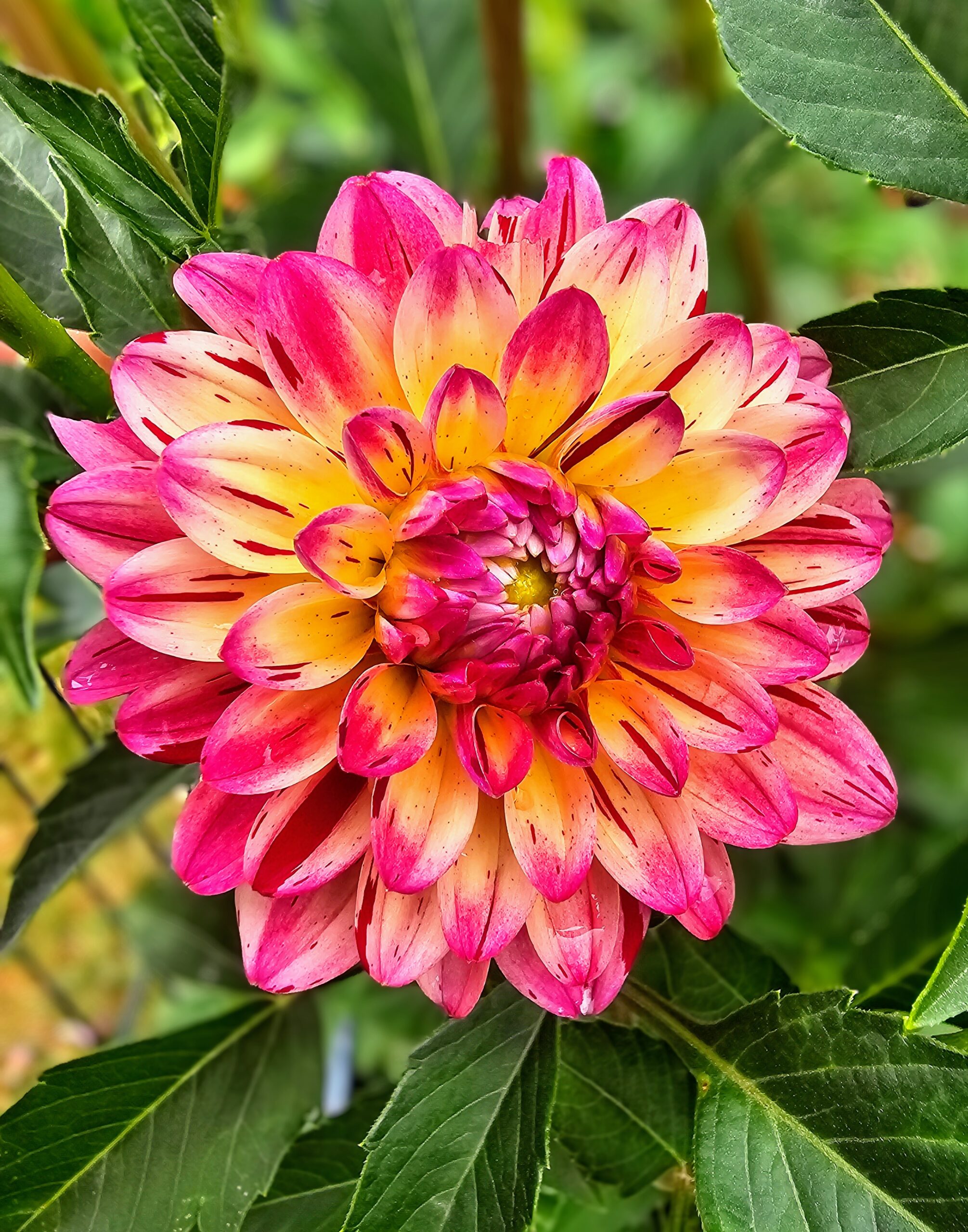 bojan rajin add Dahlia Brittany Rey photo