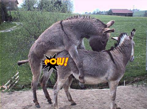 aaren samsona add Donkey Sexxx photo