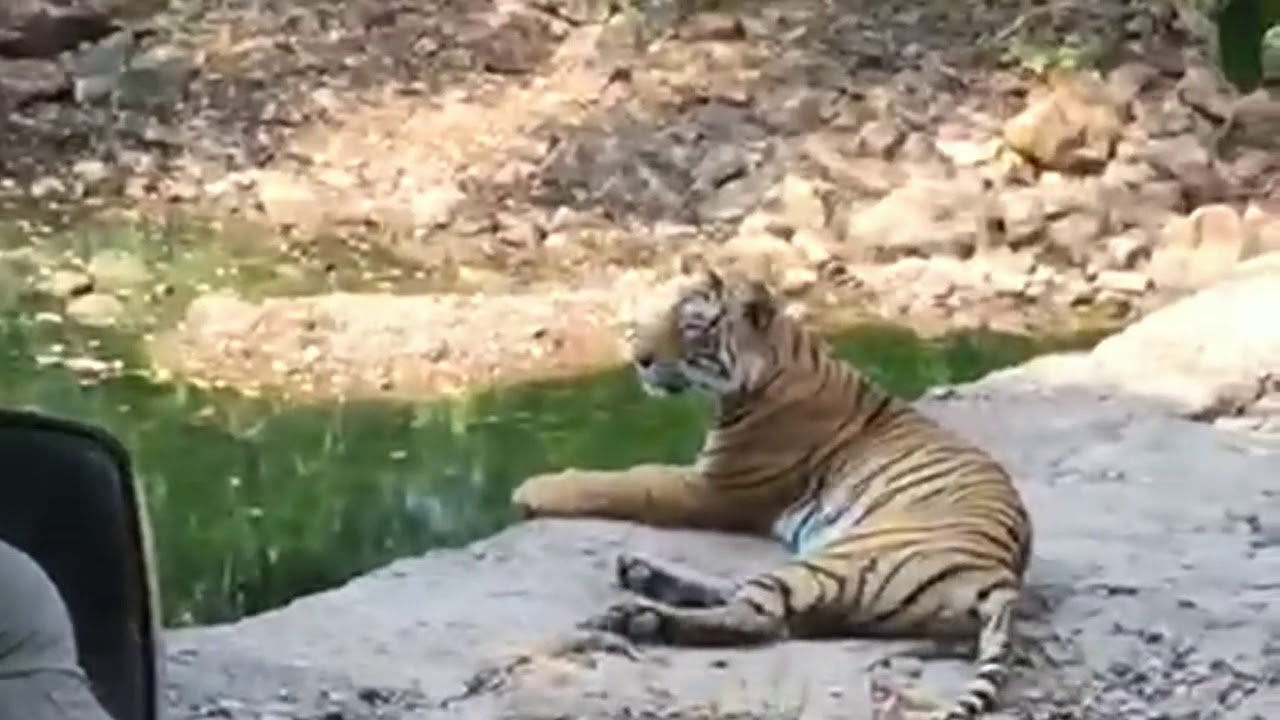 dian sukowati add Safari Tiger Bbc photo