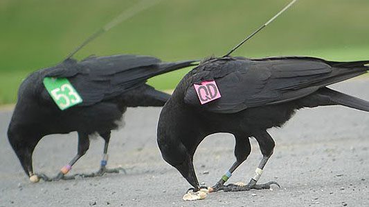 deylan smith add Kevin Crows photo