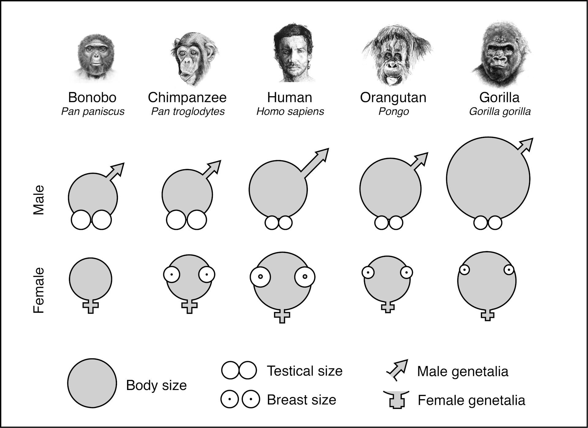 david heinold add Do Black People Really Have Bigger Dicks photo