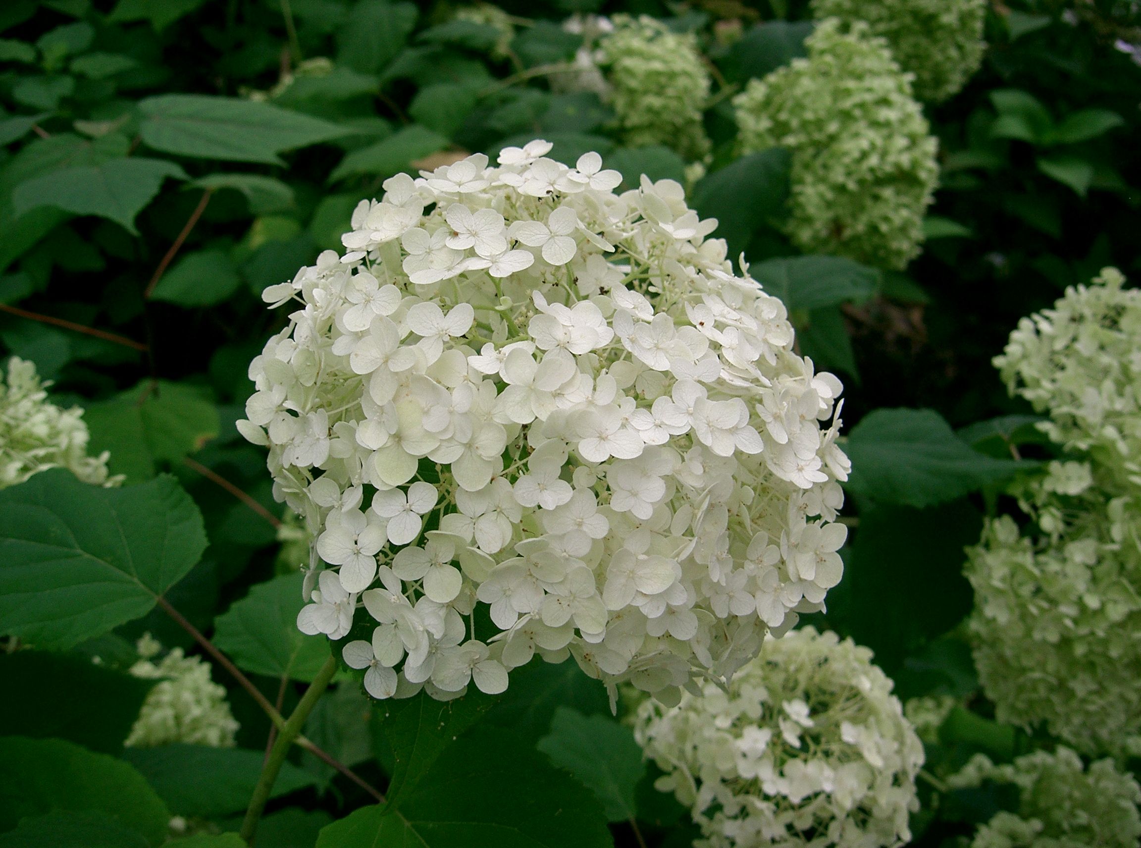 cindy schroer add Annebelle Flowers photo