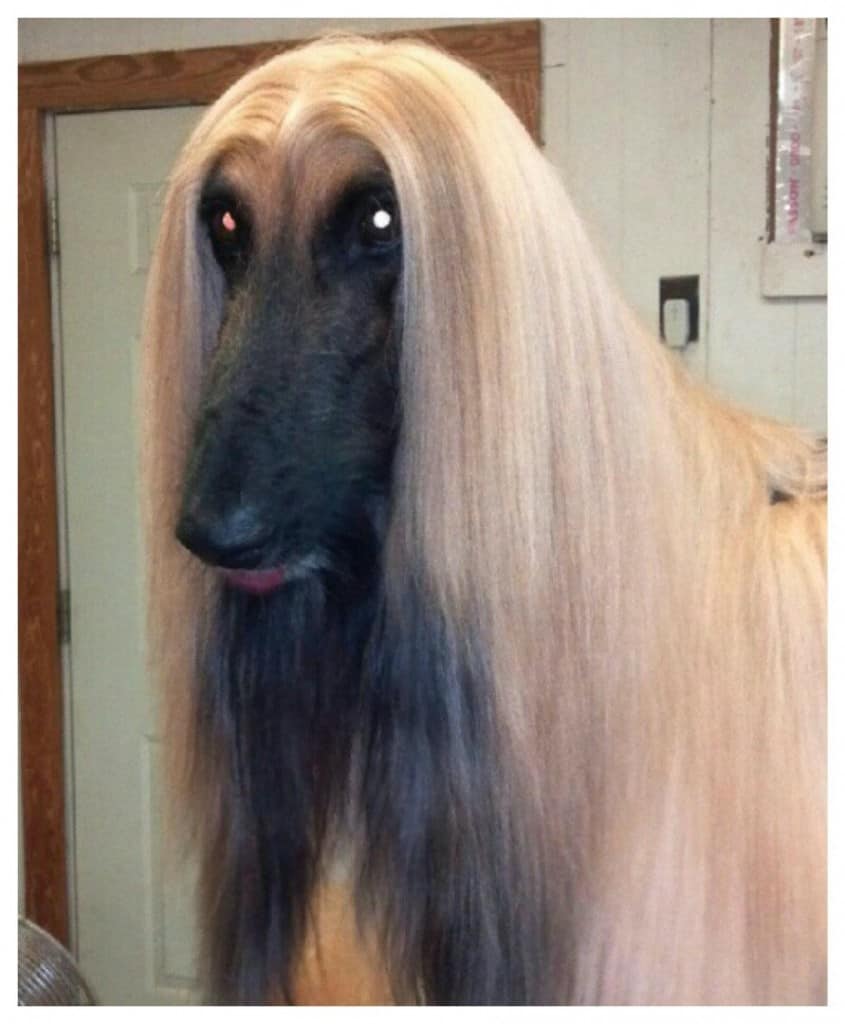 cheryl armecin add Doggie Stylez photo