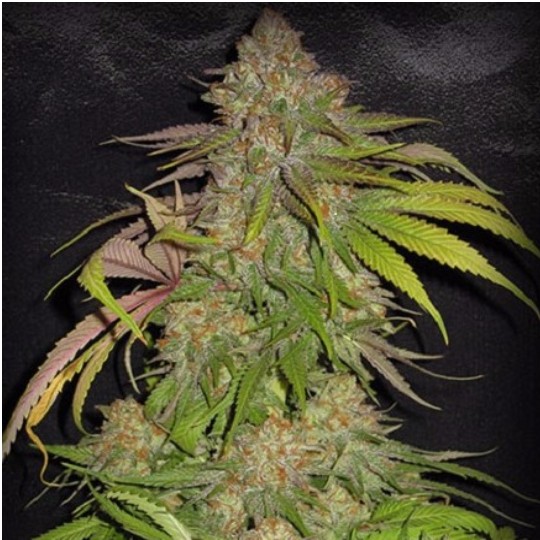 ashton squires add Indica Blacked photo