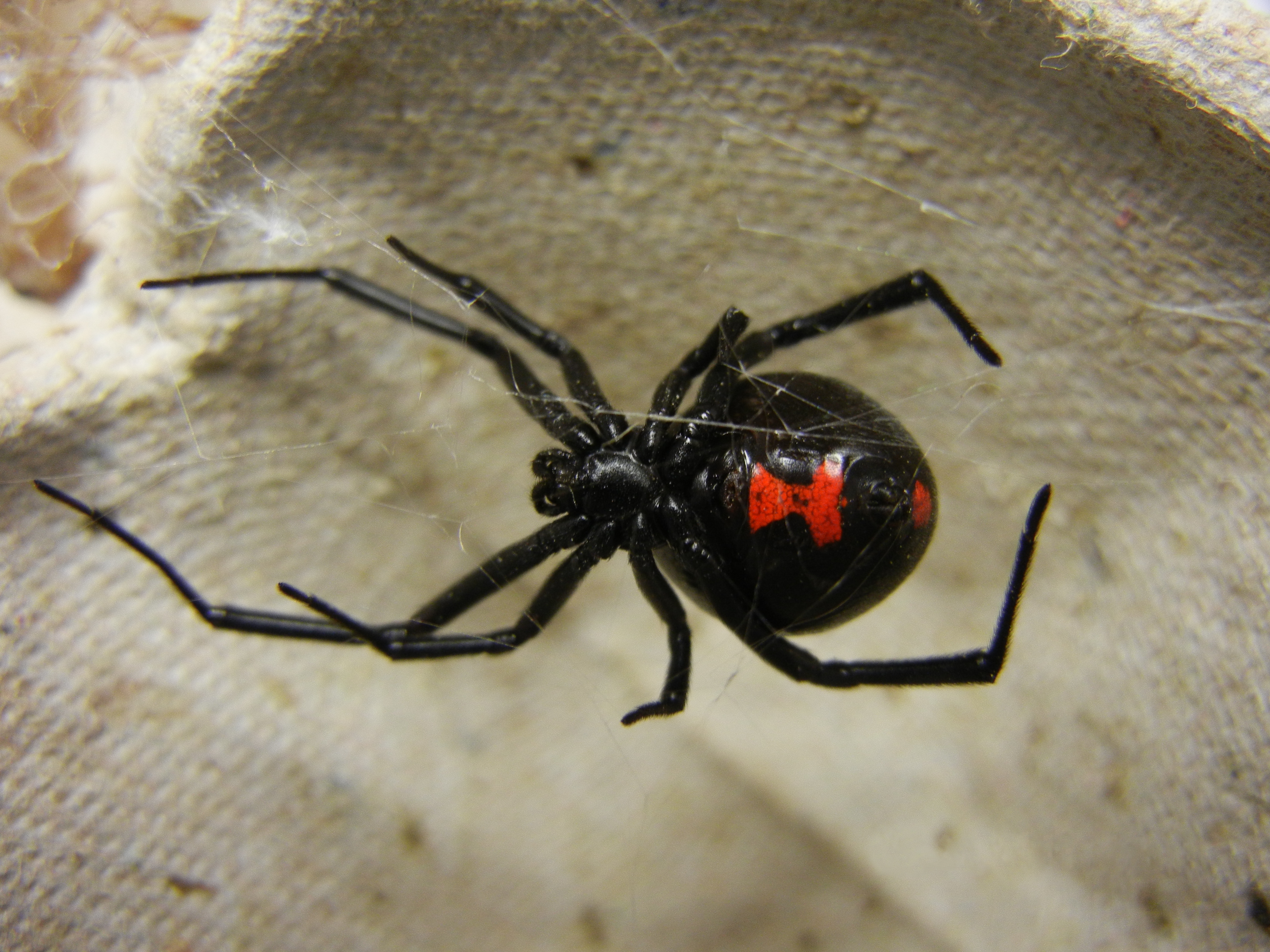 anurag mishra add Black Widow Hentao photo
