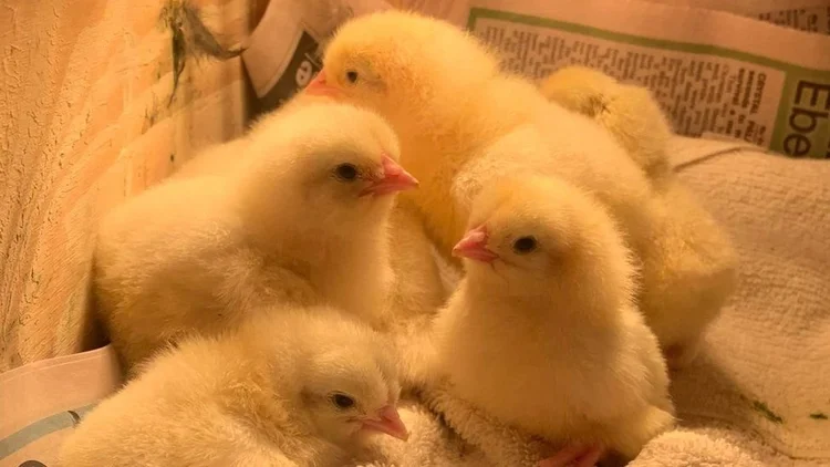 debbie peoples add Bbc White Chick photo